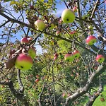 Am Himberg Appartamento Straden