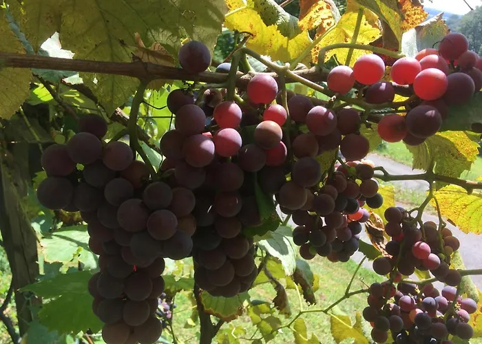 Am Himberg Apartment *